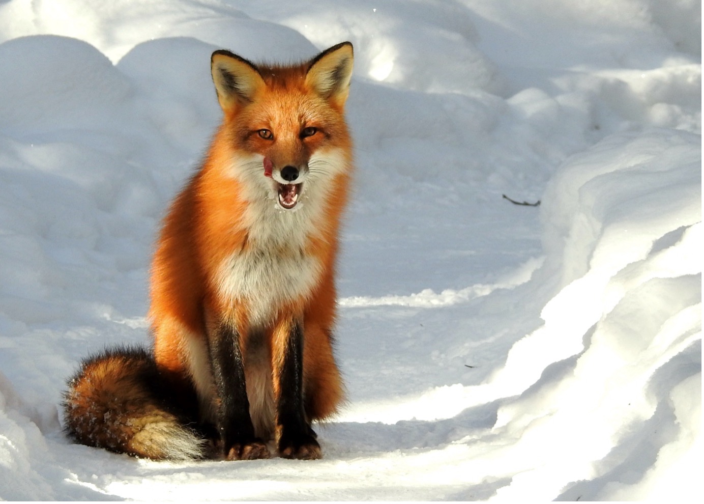 Fox